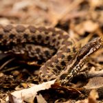 DAMIEN LECOUVEY HERPETOLOGUE spécialiste photos reptiles serpents amphibiens