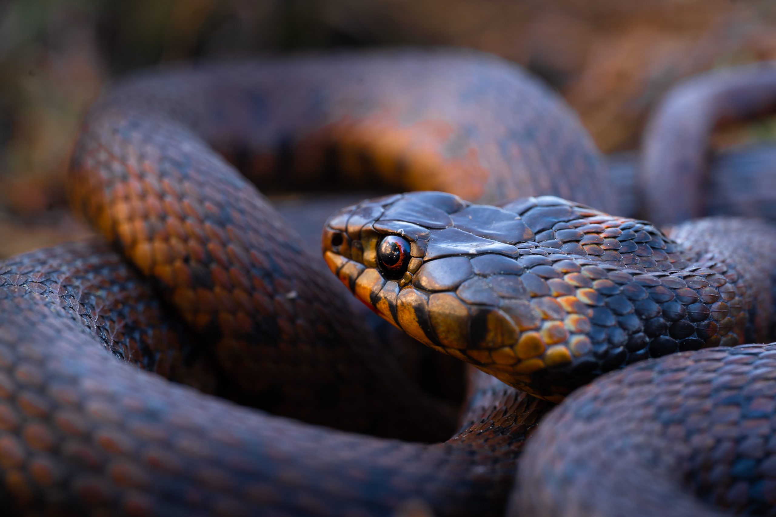 DAMIEN LECOUVEY HERPETOLOGUE spécialiste photos reptiles serpents amphibiens