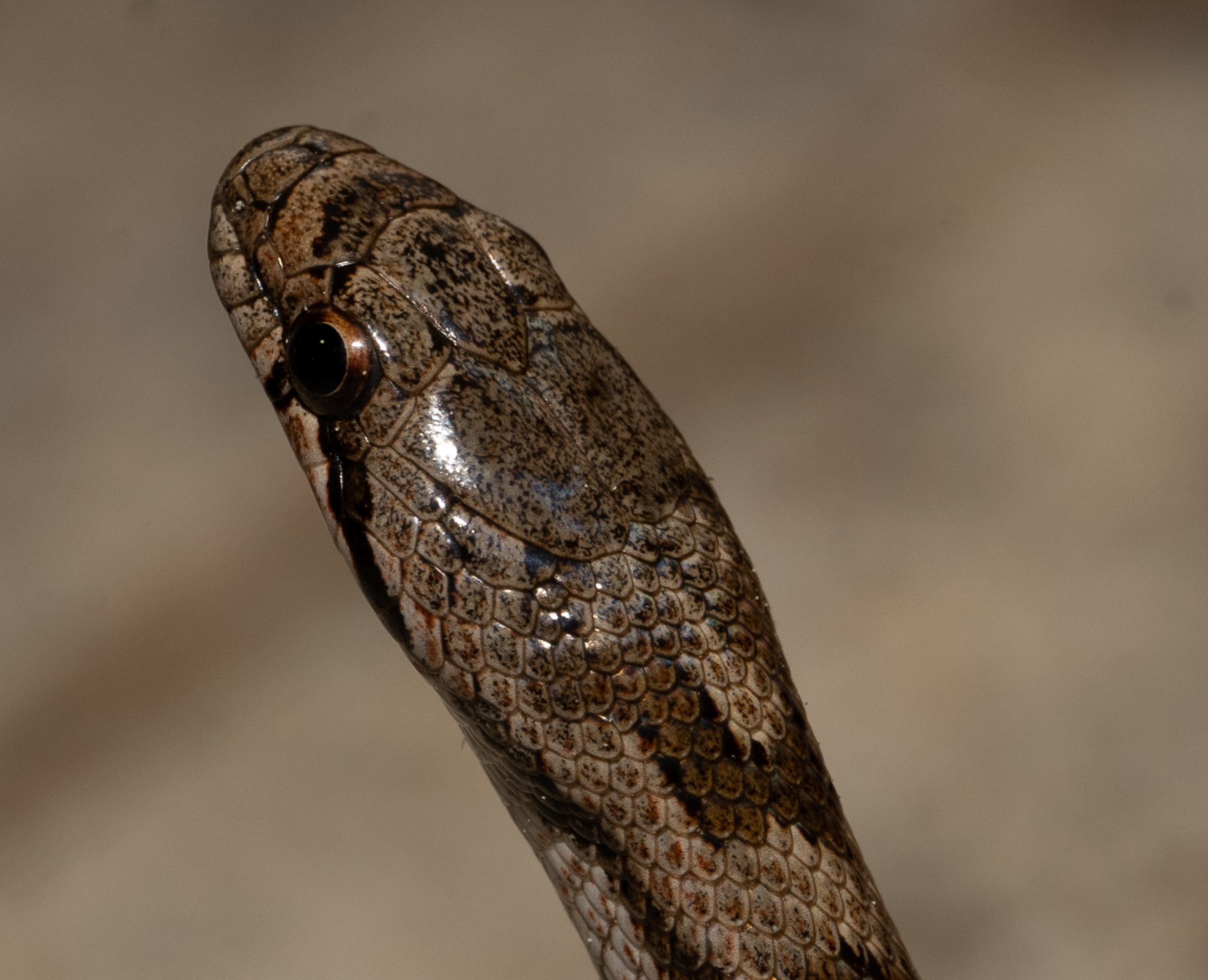 DAMIEN LECOUVEY HERPETOLOGUE photographe spécialiste reptiles serpents